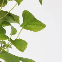 Plant In A Box Plantes De Terre De Bruyère | - Hortensia - set de 2 - hydrangea anomale petiolaris - hauteur 60-70cm - ⌀15cm