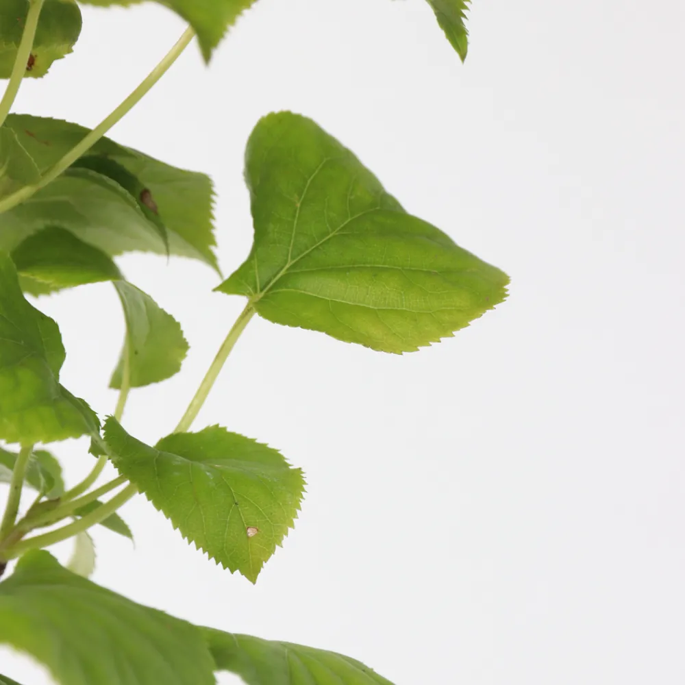 Plant In A Box Plantes De Terre De Bruyère | - Hortensia - set de 2 - hydrangea anomale petiolaris - hauteur 60-70cm - ⌀15cm
