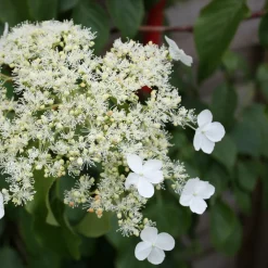 Plant In A Box Plantes De Terre De Bruyère | - Hortensia - set de 2 - hydrangea anomale petiolaris - hauteur 60-70cm - ⌀15cm