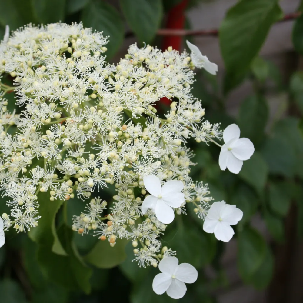 Plant In A Box Plantes De Terre De Bruyère | - Hortensia - set de 2 - hydrangea anomale petiolaris - hauteur 60-70cm - ⌀15cm