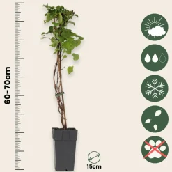 Plant In A Box Plantes De Terre De Bruyère | - Hortensia - set de 2 - hydrangea anomale petiolaris - hauteur 60-70cm - ⌀15cm