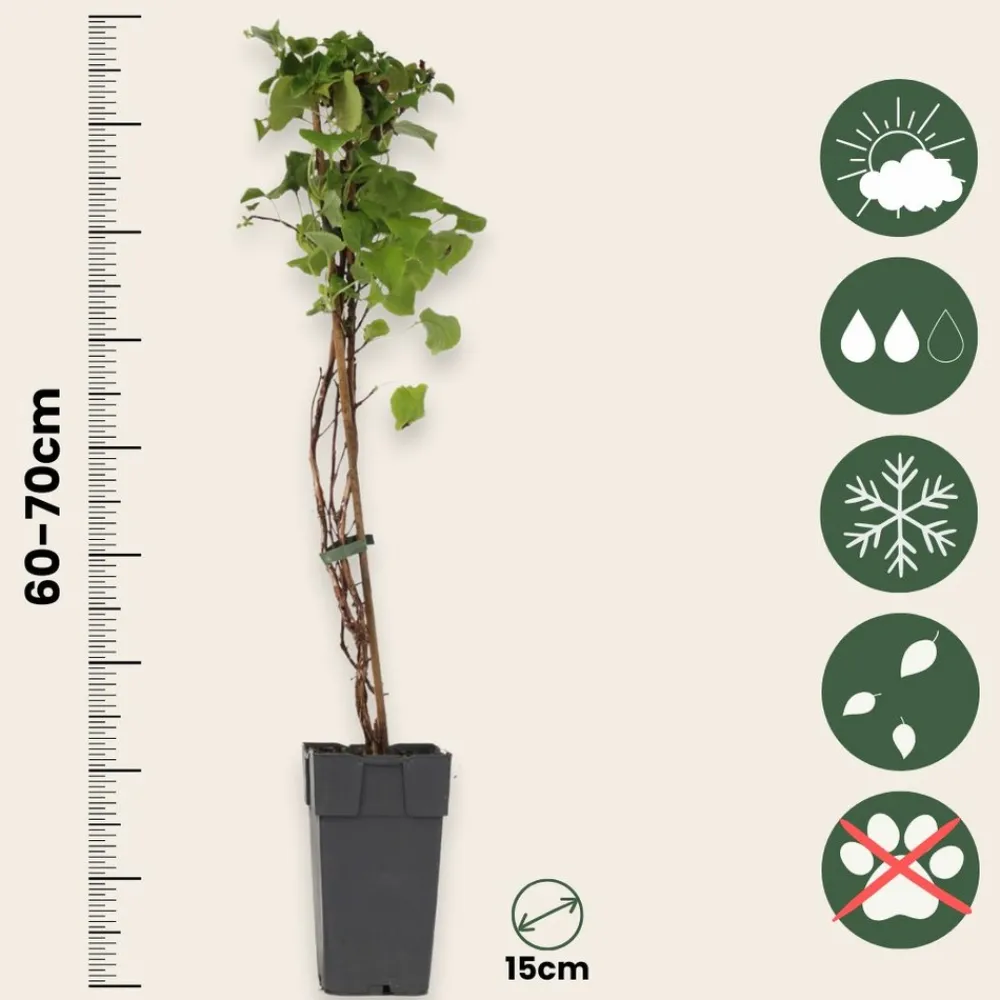 Plant In A Box Plantes De Terre De Bruyère | - Hortensia - set de 2 - hydrangea anomale petiolaris - hauteur 60-70cm - ⌀15cm
