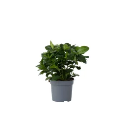 Plant In A Box - Jasmin du cap - gardenia jasminoides - hauteur 20-30cm - ⌀13cm Outlet