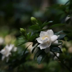 Plant In A Box Plantes Fleuries | - Jasmin du cap - set de 2 - gardenia jasminoides - hauteur 20-30cm - ⌀13cm