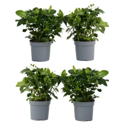 Plant In A Box - Jasmin du cap - set de 4 - gardenia jasminoides - hauteur 20-30cm - ⌀13cm Sale