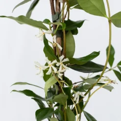 Plant In A Box - Jasmin étoilé - trachelospermum jasminoides - hauteur 110-120cm - ⌀17cm Hot