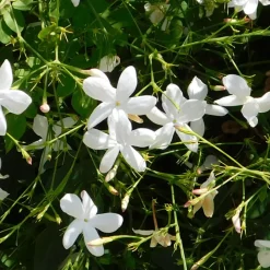 Plant In A Box - Jasmin étoilé - trachelospermum jasminoides - hauteur 110-120cm - ⌀17cm Hot