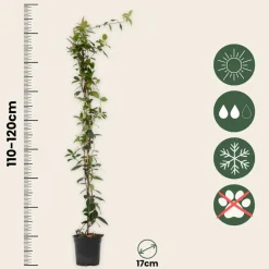 Plant In A Box - Jasmin étoilé - trachelospermum jasminoides - hauteur 110-120cm - ⌀17cm Hot