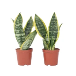 Plant In A Box - Langue de belle-mère - set de 2 - sansevieria futura superba - h35-40cm - ⌀12cm Online