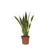 Plant In A Box - Langue de belle-mère - sansevieria trifasciata laurentii - h60-70cm - ⌀17cm New