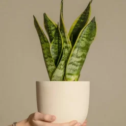 Plant In A Box - Langue de belle-mère - sansevieria trifasciata laurentii - h60-70cm - ⌀17cm New