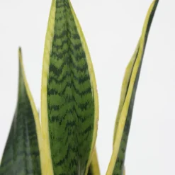Plant In A Box - Langue de belle-mère - sansevieria trifasciata laurentii - h60-70cm - ⌀17cm New