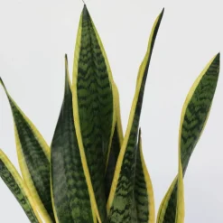 Plant In A Box - Langue de belle-mère - sansevieria trifasciata laurentii - h60-70cm - ⌀17cm New