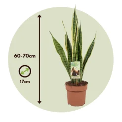 Plant In A Box - Langue de belle-mère - sansevieria trifasciata laurentii - h60-70cm - ⌀17cm New