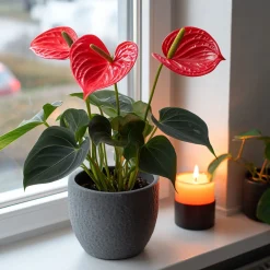 Plant In A Box - Langue de feu - anthurium 'royal champion' - hauteur 35-45cm - ø12cm New