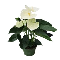 Plant In A Box - Langue de feu - anthurium 'alpine white' - hauteur 40-55cm - ø14cm Sale
