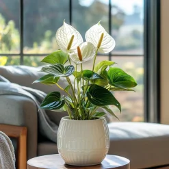 Plant In A Box - Langue de feu - anthurium 'alpine white' - hauteur 40-55cm - ø14cm Sale