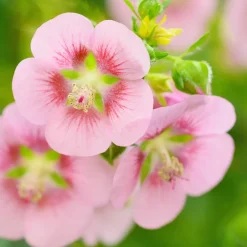 Plant In A Box - Mauve du cap - set de 3 - anisodontea capensis 'el rayo' - h25-40cm - ⌀9cm Clearance