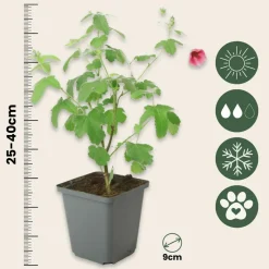 Plant In A Box - Mauve du cap - set de 3 - anisodontea capensis 'el rayo' - h25-40cm - ⌀9cm Clearance