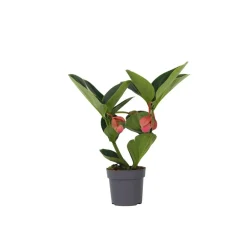 Plant In A Box - Medinille magnifique - medinilla magnifica - hauteur 40-50cm - ⌀14cm Hot