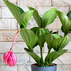 Plant In A Box - Medinille magnifique - medinilla magnifica - hauteur 40-50cm - ⌀14cm Hot