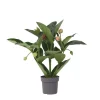 Plant In A Box - Medinille magnifique - medinilla magnifica - hauteur 55-60cm - ⌀17cm Clearance