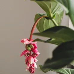 Plant In A Box - Medinille magnifique - medinilla magnifica - hauteur 55-60cm - ⌀17cm Clearance