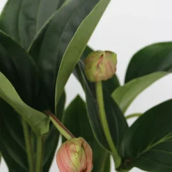 Plant In A Box - Medinille magnifique - medinilla magnifica - hauteur 55-60cm - ⌀17cm Clearance