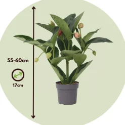 Plant In A Box - Medinille magnifique - medinilla magnifica - hauteur 55-60cm - ⌀17cm Clearance