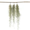 Plant In A Box Plantes Vertes | - Mousse espagnole - set de 3 - tillandsia usneoides - hauteur 25-40cm - ⌀5cm