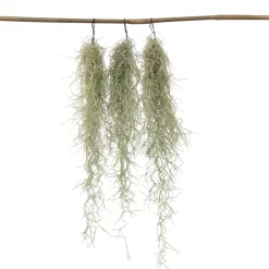 Plant In A Box Plantes Vertes | - Mousse espagnole - set de 3 - tillandsia usneoides - hauteur 25-40cm - ⌀5cm