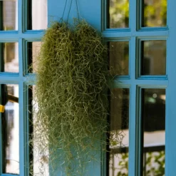 Plant In A Box Plantes Vertes | - Mousse espagnole - set de 3 - tillandsia usneoides - hauteur 25-40cm - ⌀5cm