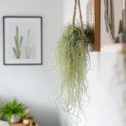 Plant In A Box Plantes Vertes | - Mousse espagnole - set de 3 - tillandsia usneoides - hauteur 25-40cm - ⌀5cm