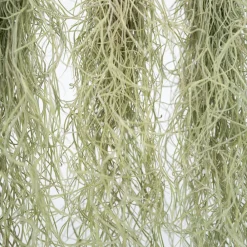 Plant In A Box Plantes Vertes | - Mousse espagnole - set de 3 - tillandsia usneoides - hauteur 25-40cm - ⌀5cm