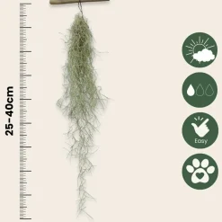 Plant In A Box Plantes Vertes | - Mousse espagnole - set de 3 - tillandsia usneoides - hauteur 25-40cm - ⌀5cm