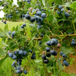 Plant In A Box Fruitiers Et Agrumes | - Myrtille - set de 6 - vaccinium corymbosum 'sunshine blue' - h25-40cm - ⌀9cm