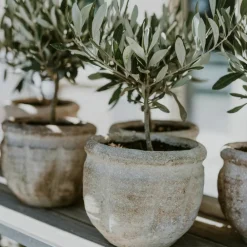 Plant In A Box - Olivier - olea europaea - hauteur 60-70cm - ⌀17cm Clearance