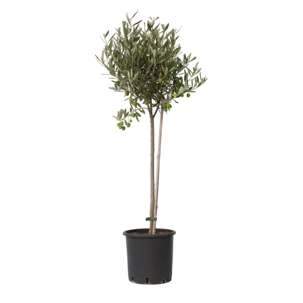 Plant In A Box Plantes Méditerranéennes | - Olivier - olea europaea - hauteur 80-90cm - ⌀19cm