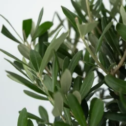 Plant In A Box Plantes Méditerranéennes | - Olivier - olea europaea - hauteur 80-90cm - ⌀19cm