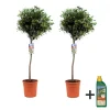 Plant In A Box - Olivier - set de 2 - olea europaea - hauteur 90-100cm - ⌀21cm Hot