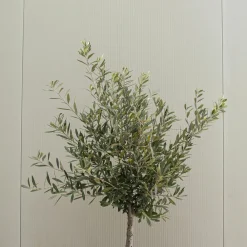 Plant In A Box - Olivier - set de 2 - olea europaea - hauteur 90-100cm - ⌀21cm Hot