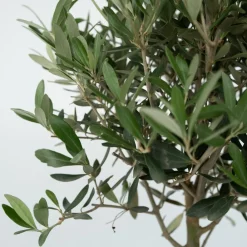 Plant In A Box - Olivier - set de 2 - olea europaea - hauteur 90-100cm - ⌀21cm Hot