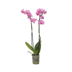 Plant In A Box - Orchidée papillon - phalaenopsis - hauteur 50-60cm - ⌀12cm Hot
