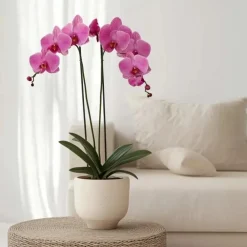 Plant In A Box - Orchidée papillon - phalaenopsis - hauteur 50-60cm - ⌀12cm Hot