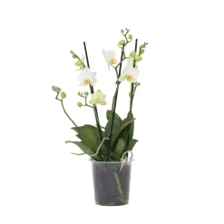 Plant In A Box - Orchidée papillon - phalaenopsis multiflora - hauteur 35-45cm - ⌀12cm Sale