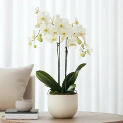 Plant In A Box - Orchidée papillon - phalaenopsis multiflora - hauteur 35-45cm - ⌀12cm Sale