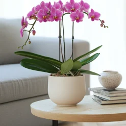 Plant In A Box - Orchidée papillon - phalaenopsis multiflora - hauteur 35-45cm - ⌀12cm