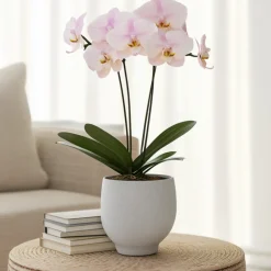Plant In A Box Orchidées | - Orchidée papillon - phalaenopsis - hauteur 50-60cm - ⌀12cm