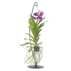 Plant In A Box - Orchidée - vanda 'blue' - hauteur 45-55cm Discount