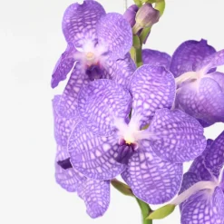 Plant In A Box - Orchidée - vanda 'blue' - hauteur 55-65cm Discount
